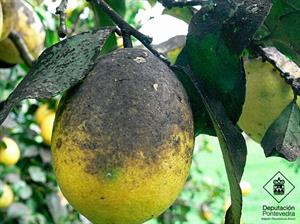 آشنایی با بیماری دوده ای مرکبات و نحوه درمان - فوت و فن های باغبانی